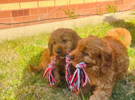 Last 3 red cavpoos