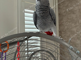 African Grey