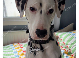 Dalmation dog