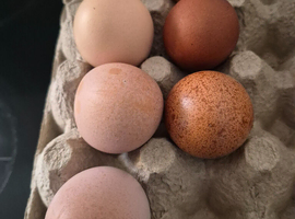 Hybrid chichen fertile eggs
