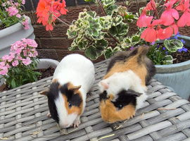 Beautiful Baby Boys Funky & Smooth Coat