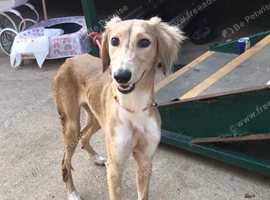 Saluki greyhound girl nearly 8 months old