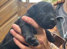 pure patterdale puppies