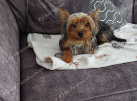 8 mth pedigre mini yorkshire terrier