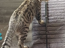 Tabby