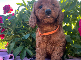 Stunning cockapoo puppies
