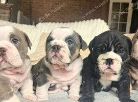 Gorgeous English Bulldog puppies