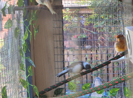 Canary for sale