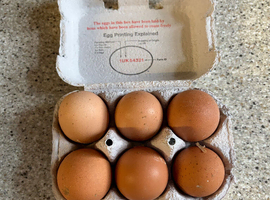 Fertile eggs