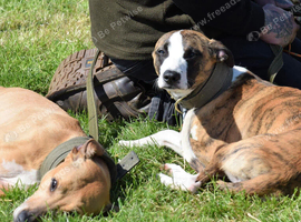 2 lurchers looking for new home