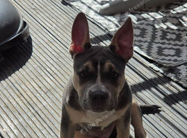 Bully cross French bulldog