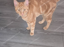 8 month old kitten. for sale. male cat.