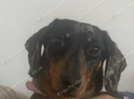 Female dachshund