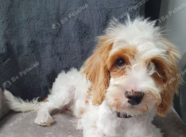 Cavapoo Puppy Girl