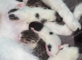 Kittes