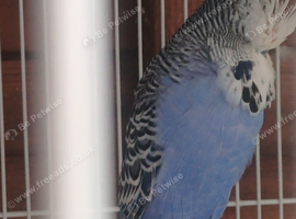 Exhibition budgie