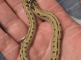 Female 2026 Conda stripe hognose