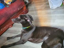Whippet