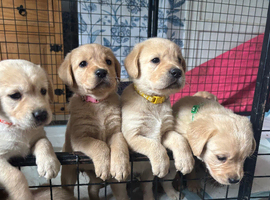 Goldador pups