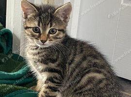 Tabby Kittens Ready to New Home Medway