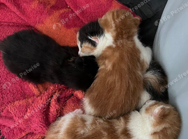Calico / ginger kittens