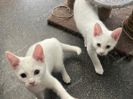 Turkish angora cross kittens