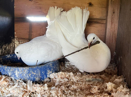 English fan tailed Dove&rsquo;s
