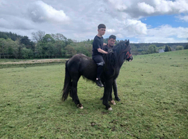 Stunning cob gelding