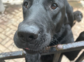 2 year old lab