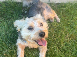 Mixed breed dog looking for a good house