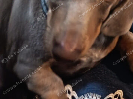 20 weeks old Isabella male dachshund