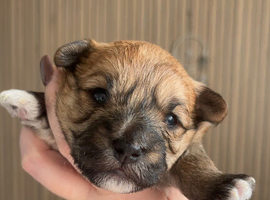 Yorkshire terrier cross bichon Frise