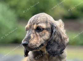 Miniature longhair brindle male