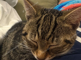 Moxed male bengal 4 months old ready to leave