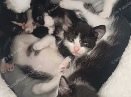 Kittens