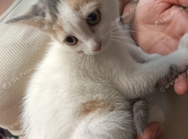 Kittens