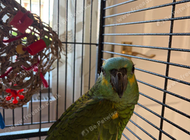Blue fronted baby Amazon 18 weeks old