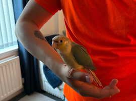 Green cheek conure for Sale