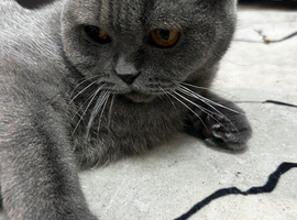 Beautiful & Well-Mannered 1-Year-Old and a half Blue (grey) Scottish Fold Female