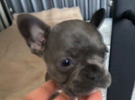 Female French bulldog