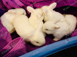 Rabbit&rsquo;s family