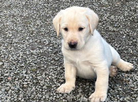 Gorgeous KC reg Labrador puppies