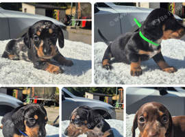 PRA CLEAR MINIATURE DACHSHUND PUPPIES