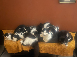 Cats for rehoming