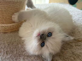 Pure ragdoll babies