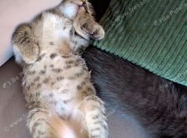4 Kittens for sale