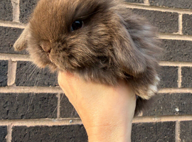5 Beautiful Chocolate Pure Bred Mini Lops