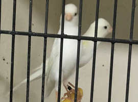 2025 Irish Fancy canaries for sale