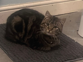 Beautiful 1-Year-Old Tabby Male &ndash; Loving Home Wanted
