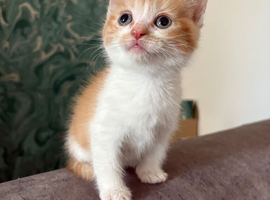 4 kittens looking for forever home
